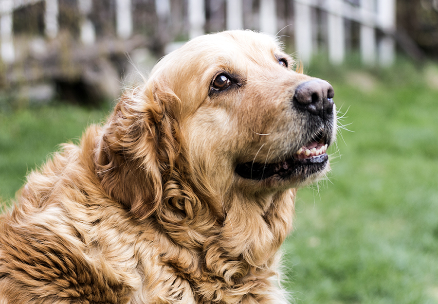 golden years dog food