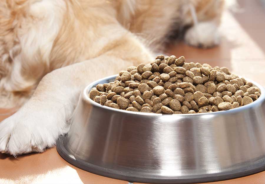 nutrition requirements for dogs