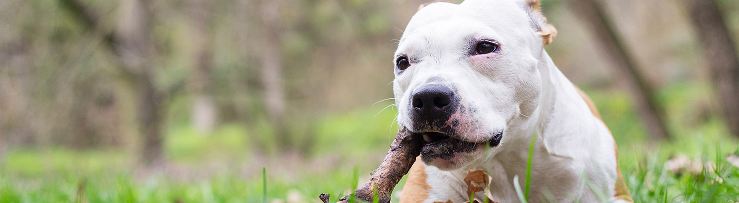 dog chew sticks safe