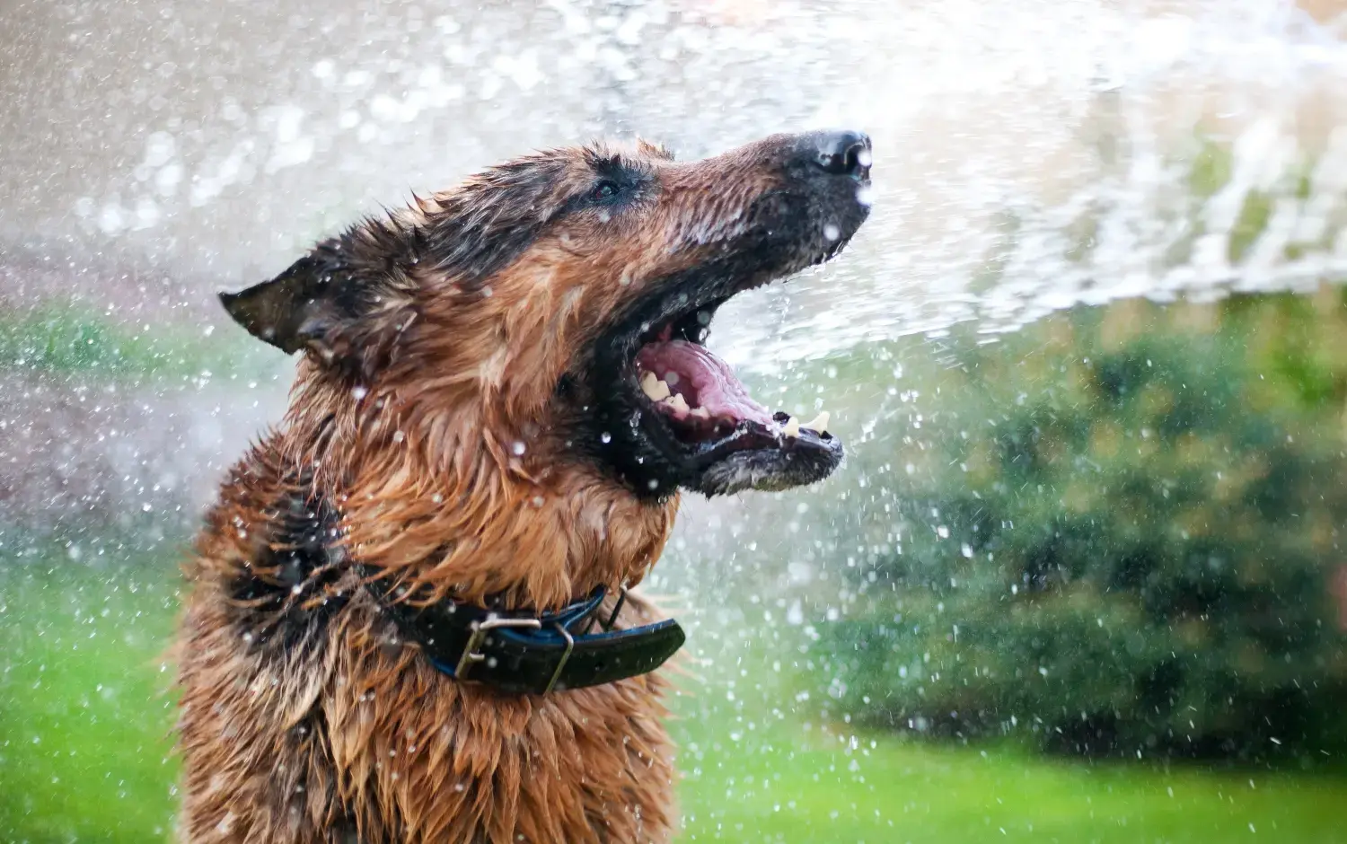 dog-getting-cooled-down-with-water
