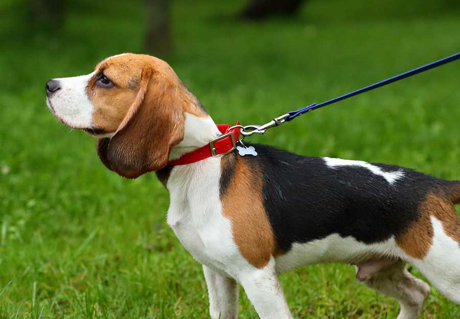 beagle pulling on lead