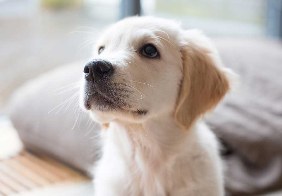 Tewksbury Police ask for help naming labradoodle puppy training to become  comfort dog