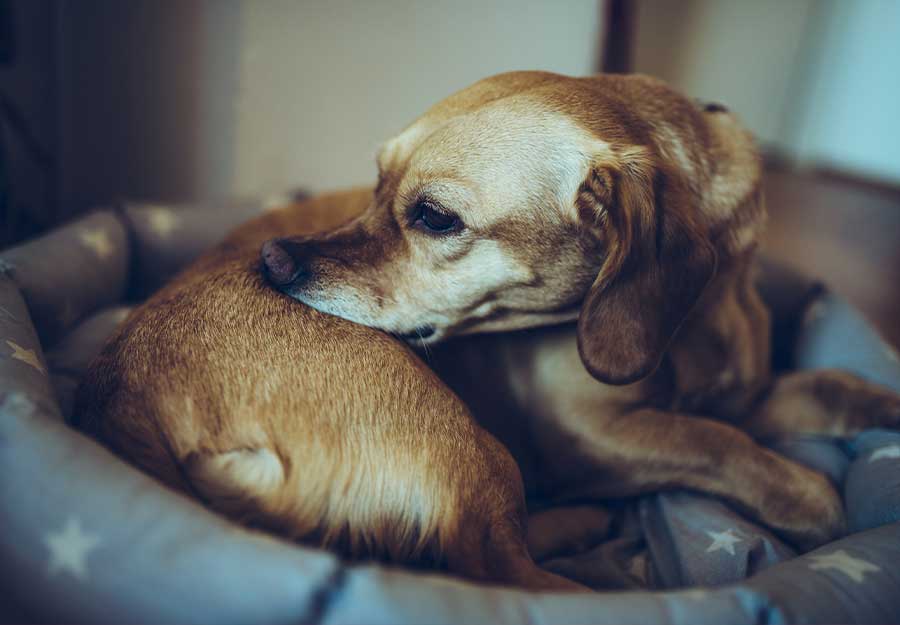 do dogs scratch when they shed