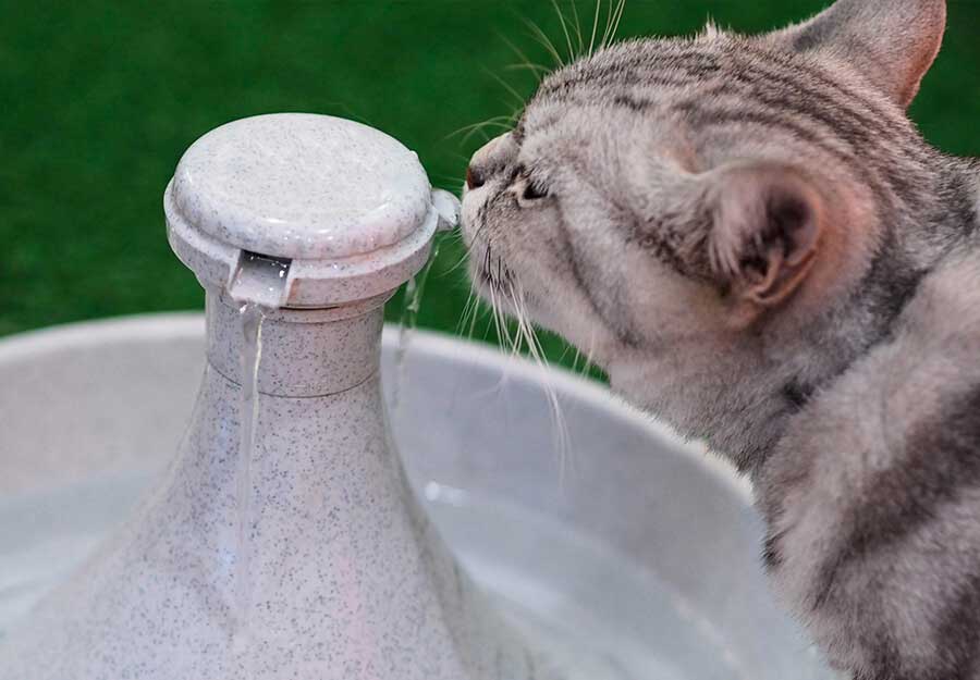 Пьет ли кошка воду. Кот пьет воду. Кошка пьет из лейки. Кот пьет воду из миски.