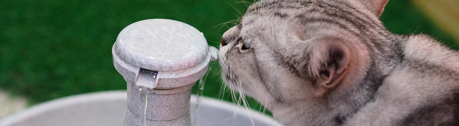 best cat water fountain canada