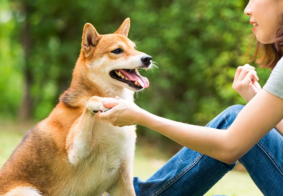 Puppy Trainer