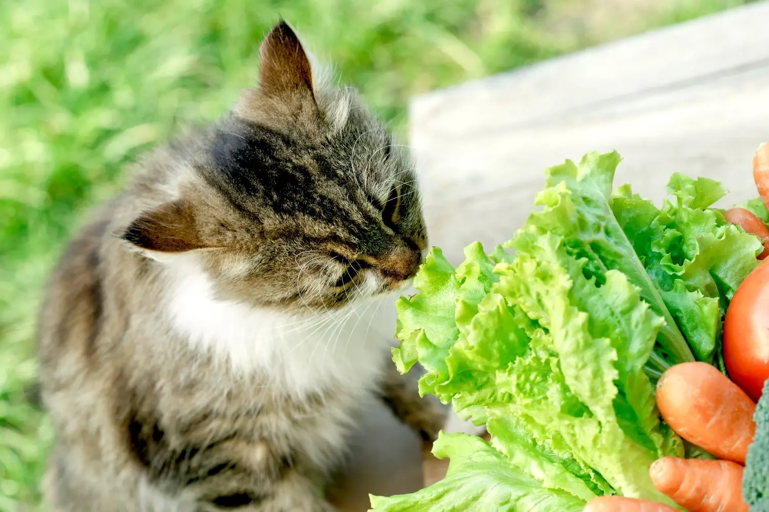 are-cats-omnivores-feature