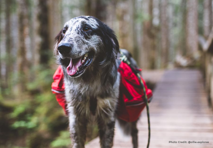 best dog backpack for hiking