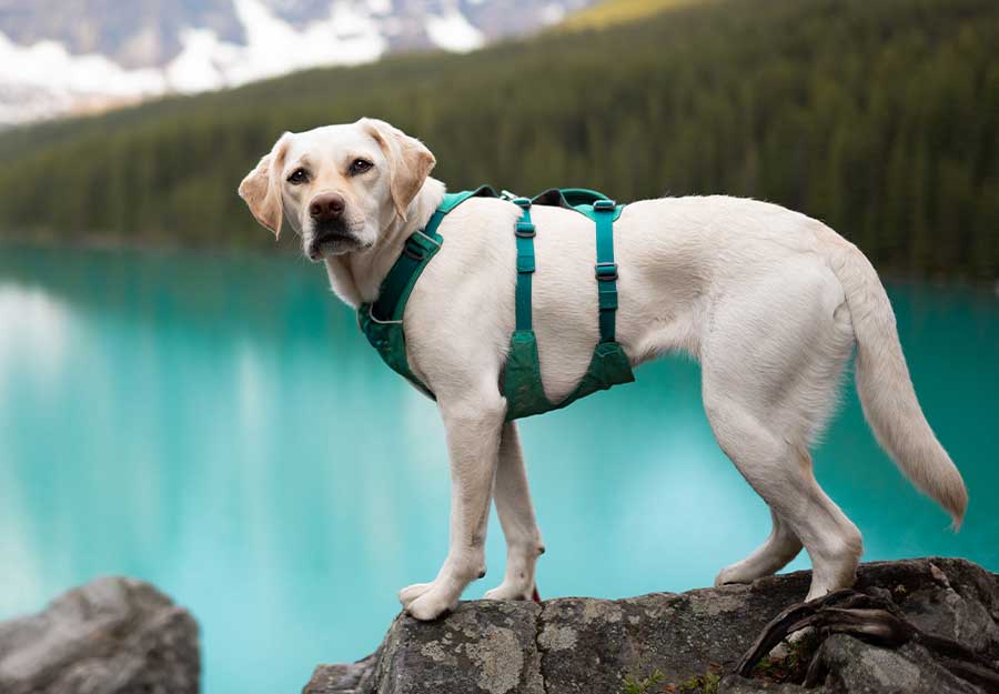 best chest harness for dogs