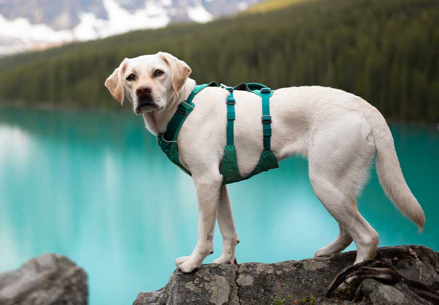 which is the best dog harness