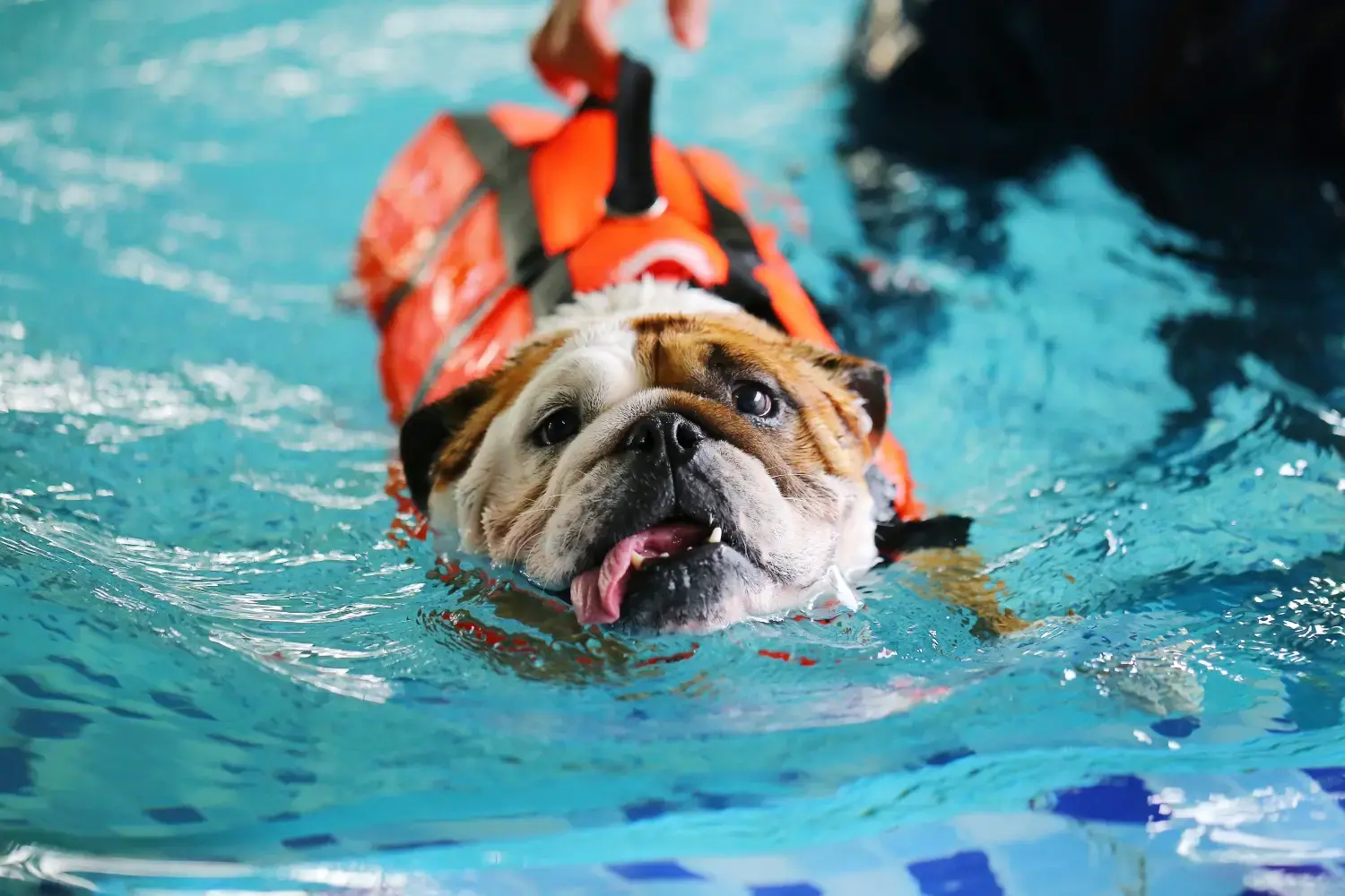 best-dog-life-jacket