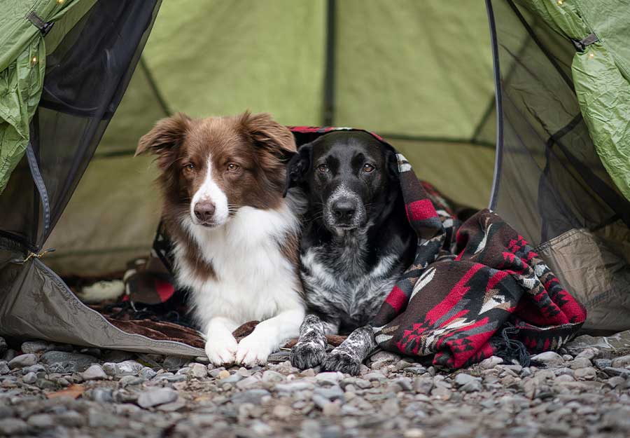 where can you camp with dogs