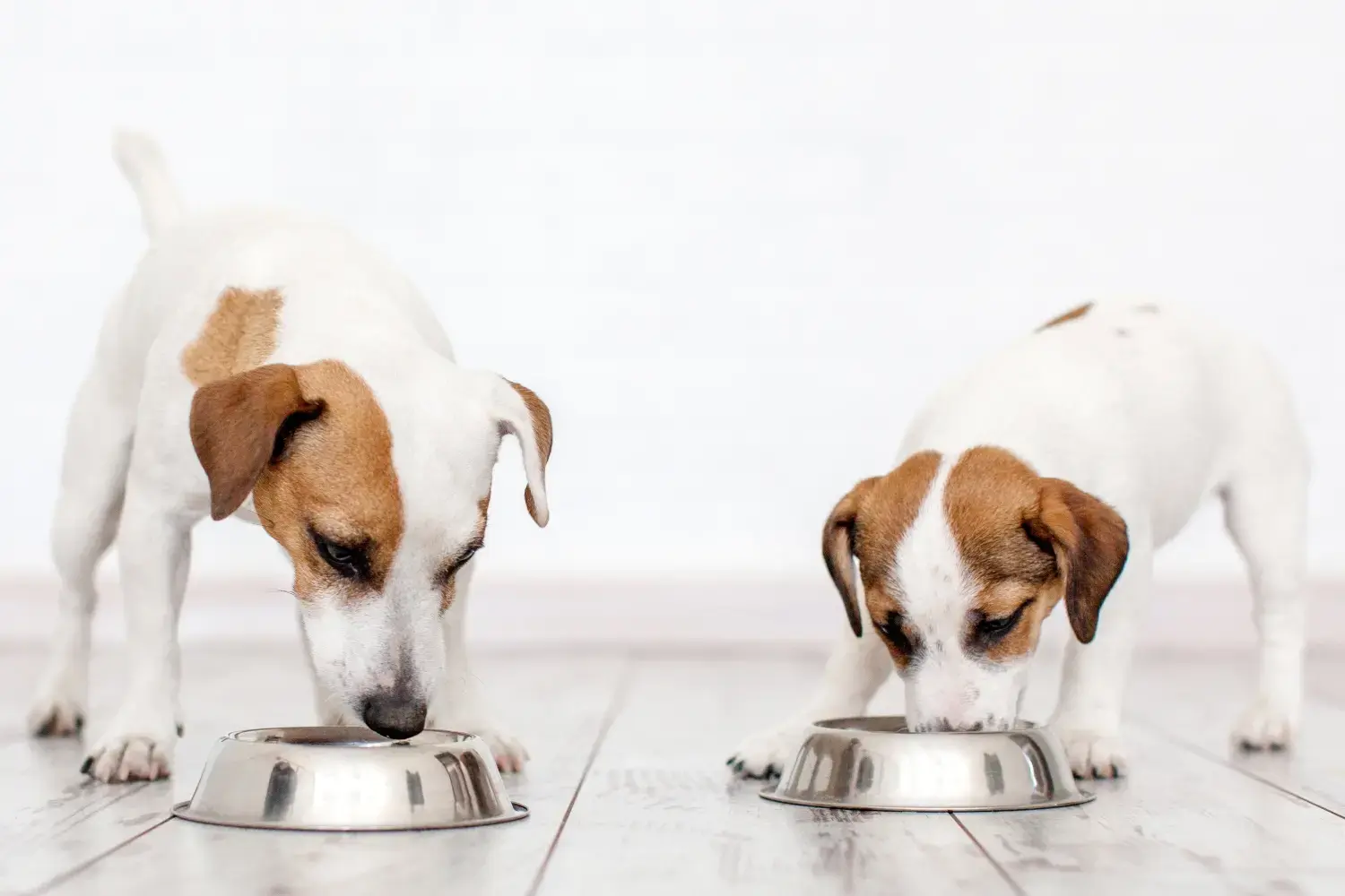 adult-and-puppy-jack-russel-eating-dinner-side-by-side