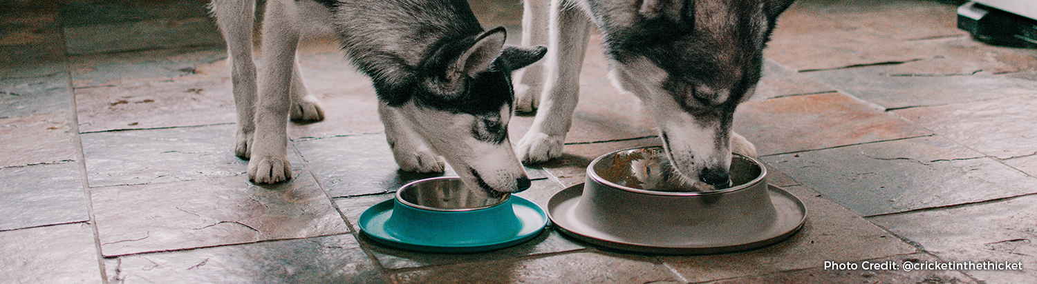 older dog eating puppy food