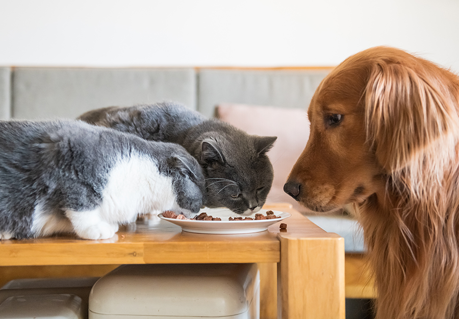 is it ok for dog to eat cat food