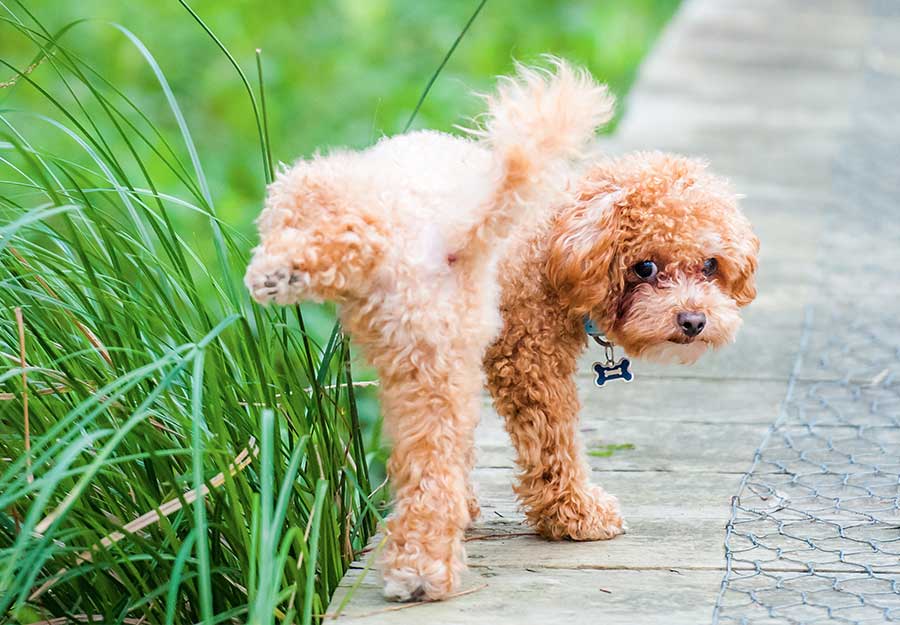 why does my dog carry stones