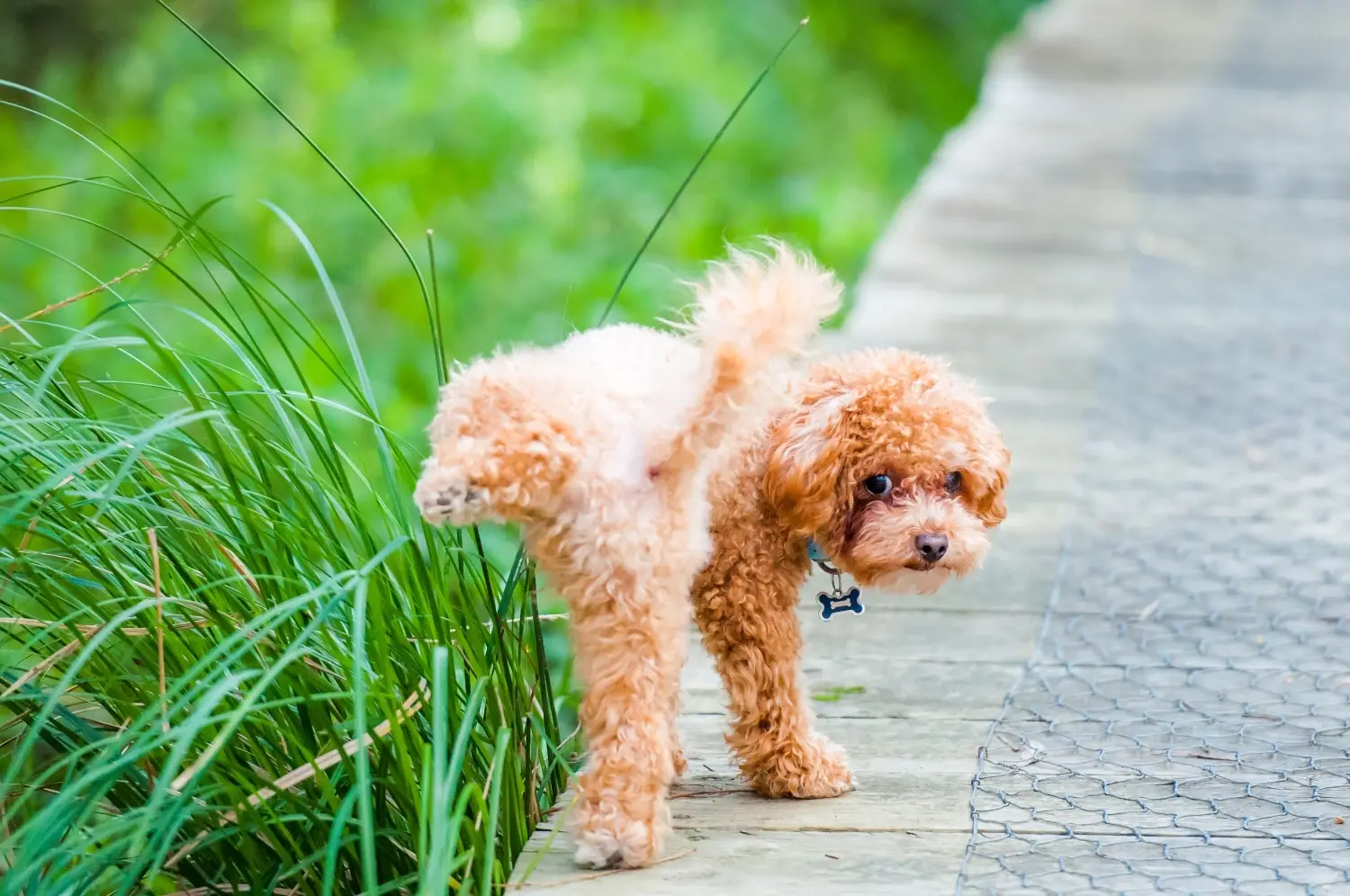 how-long-can-dogs-hold-their-pee