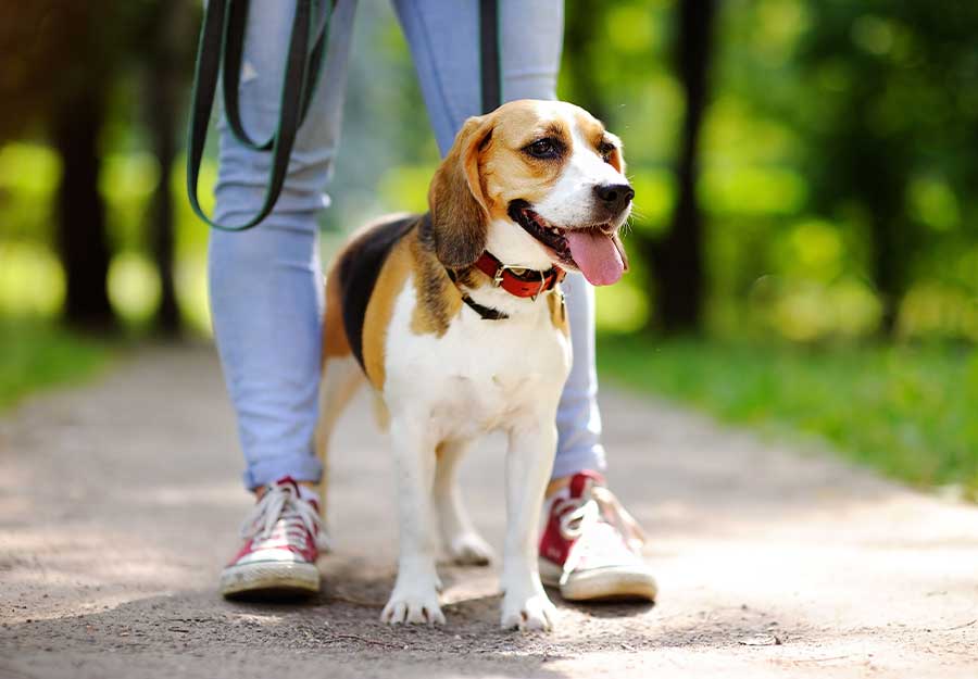 when should you start walking your dog