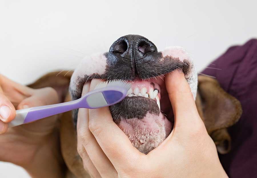 how do i clean my dog's teeth at home