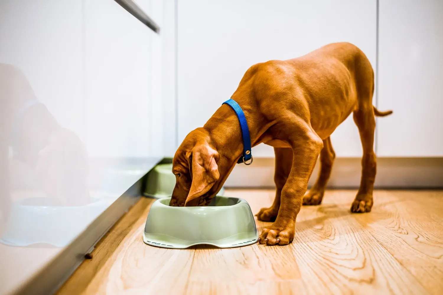 how-to-fatten-up-a-dog