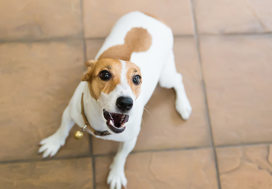 how do you stop a dog barking when left alone