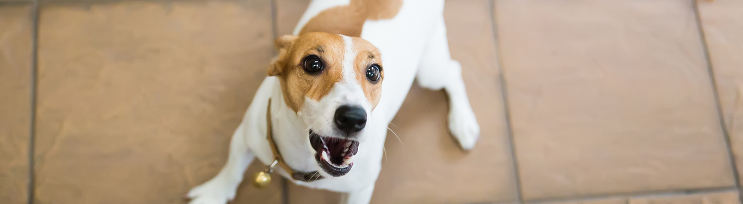 how to stop dog howling when home alone