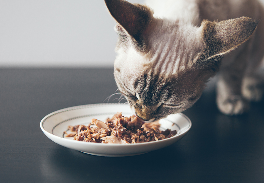 is tuna bad for cats article feature