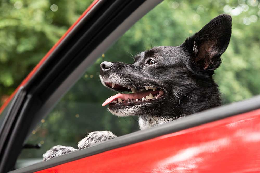 Best Dog Car Seats Tips For Road Trips, Best Dog Car Seat For Long Trips