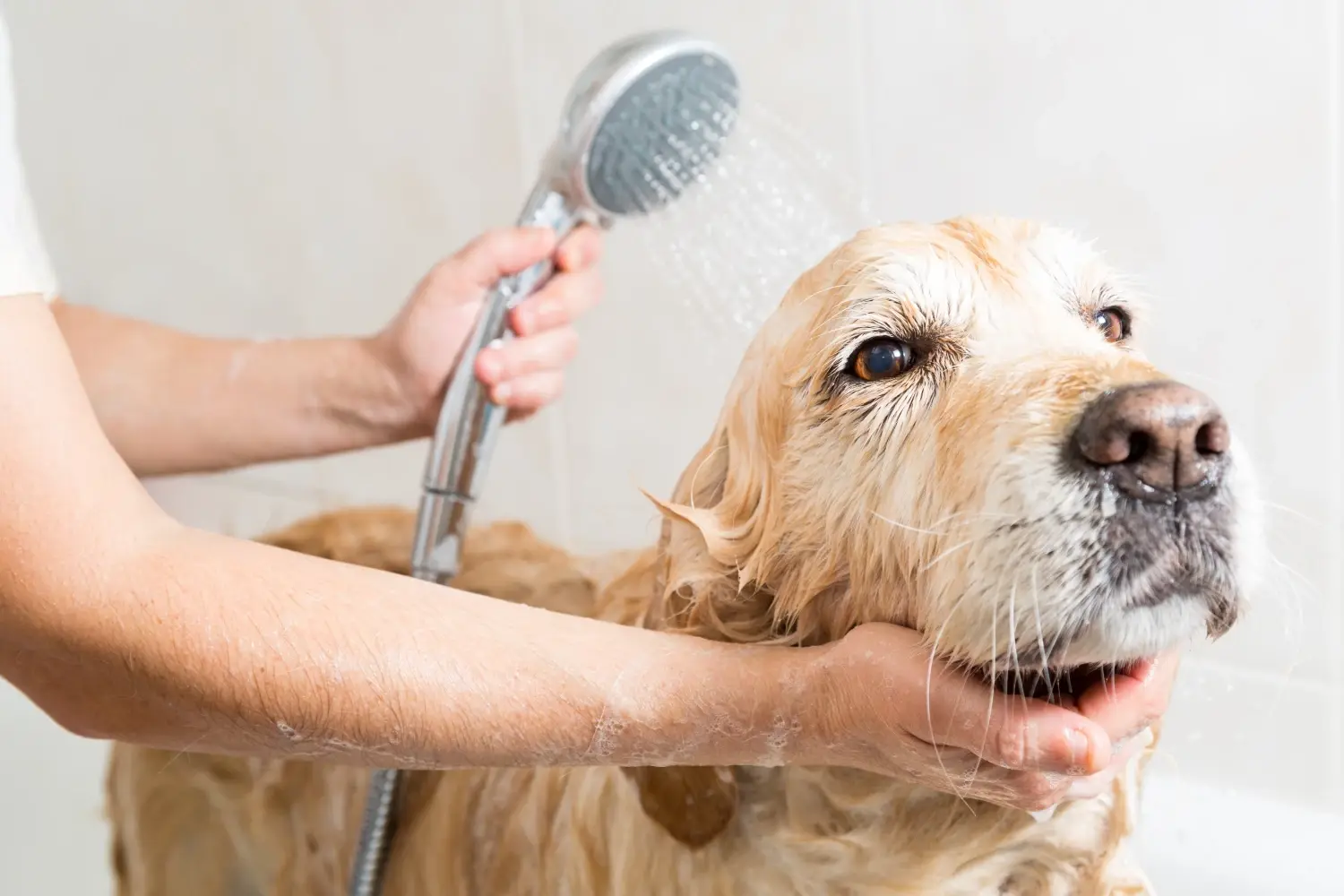 diy-dog-grooming-guide-feature