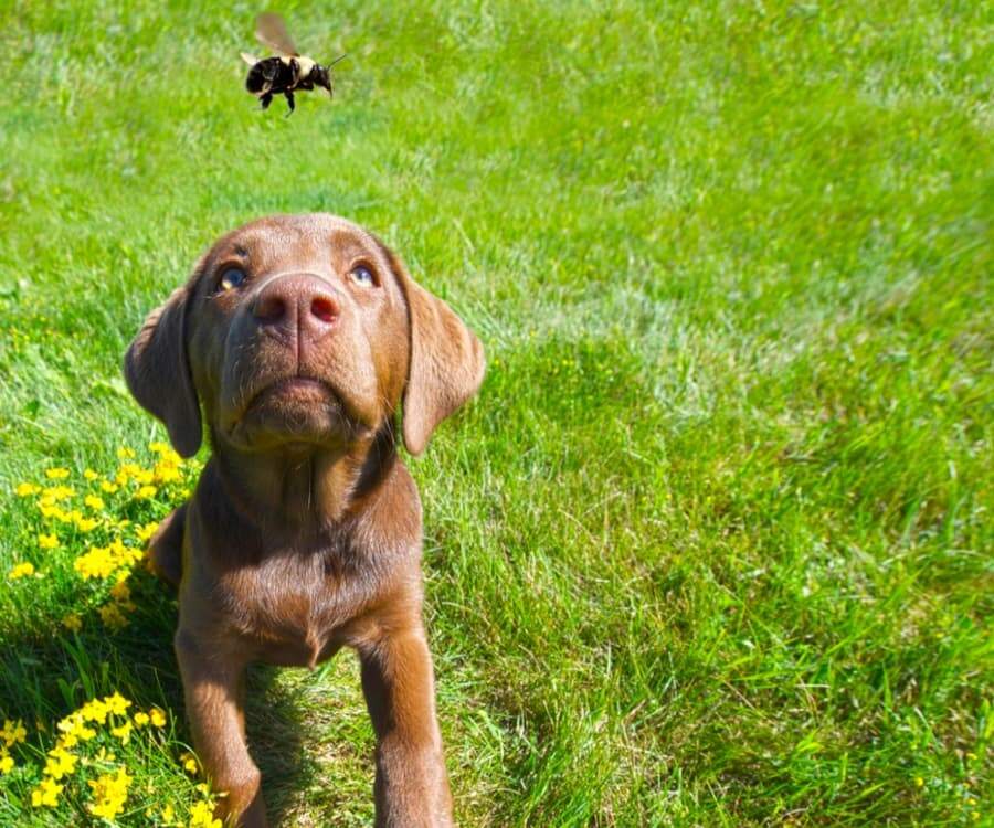 a natural scent to keep bees away from dogs