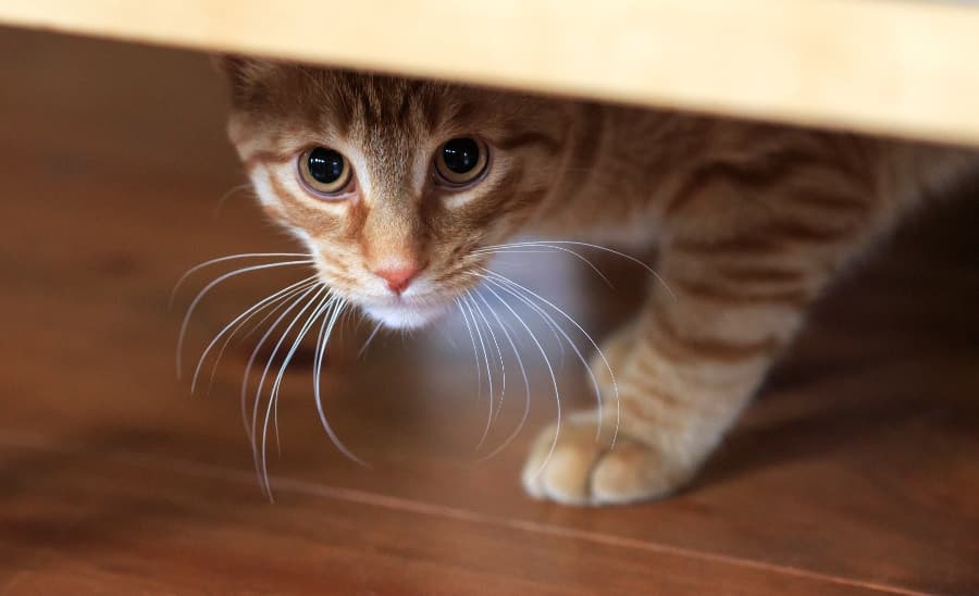 how to help your cat with anxiety