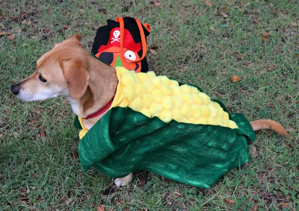 Corn-Dog-Pet-Costume