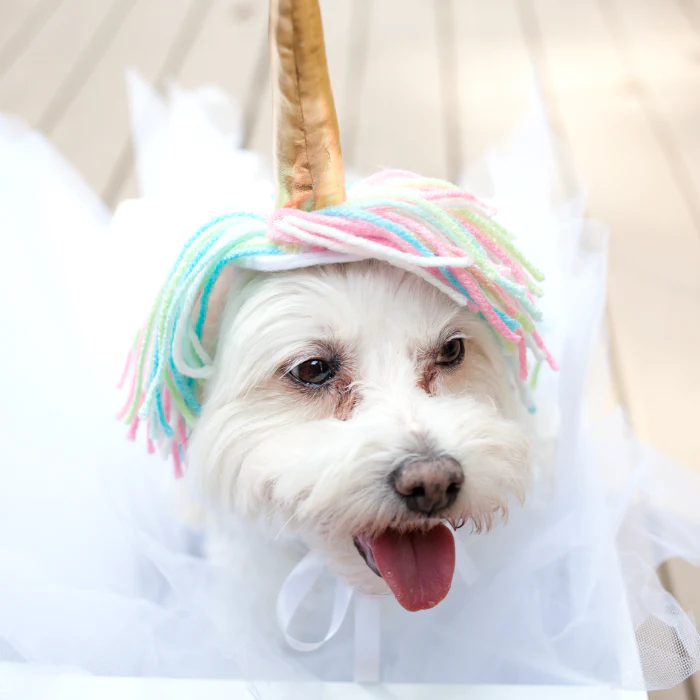 unicorn-dog-costume