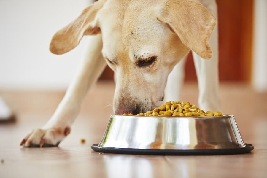 what is a good high protein dog food