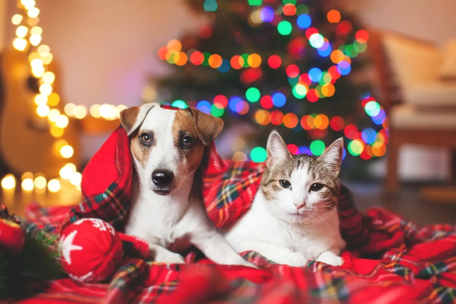 holiday-pet-safety-tips-feature