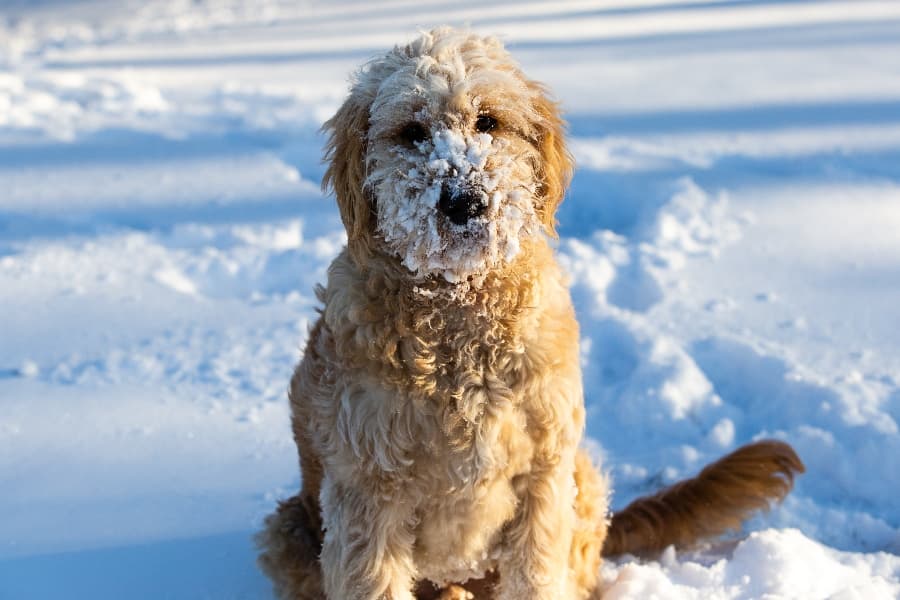 is snow too cold for dogs paws