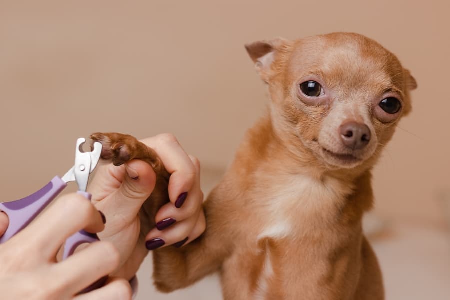 how do you soften a dogs nails before cutting them