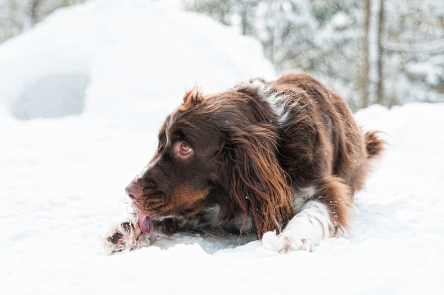 how to treat dog paws in winter