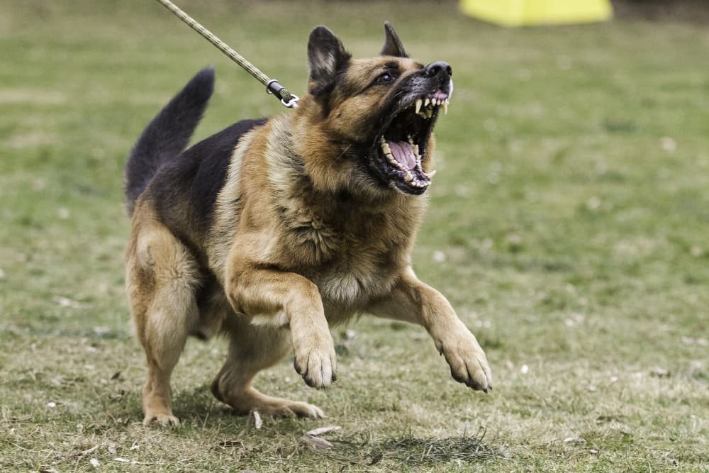 leash biting aggression