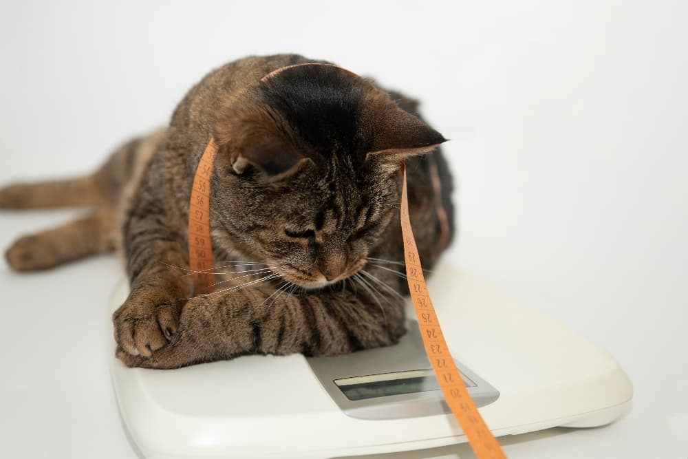 how to help my overweight cat lose weight