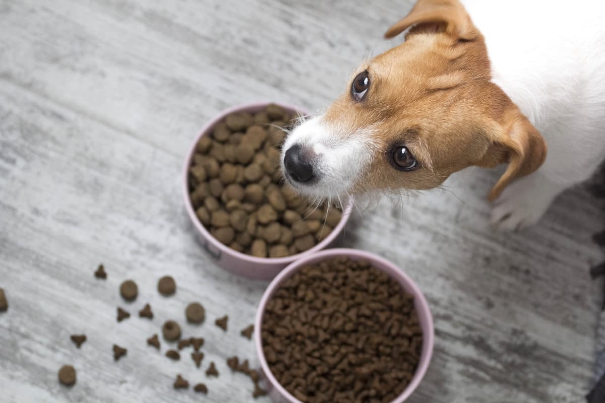 tips-for-changing-your-dogs-food-safely-article-feature