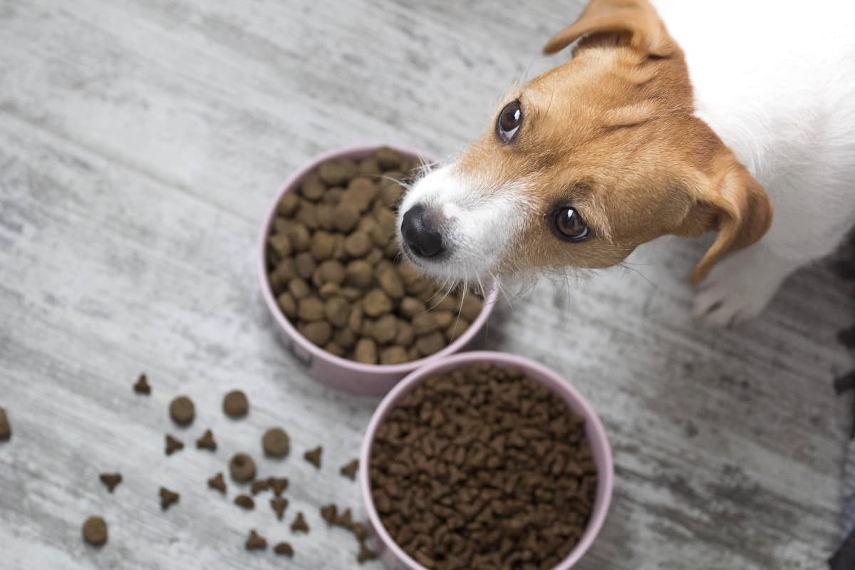 changing a puppy's dog food