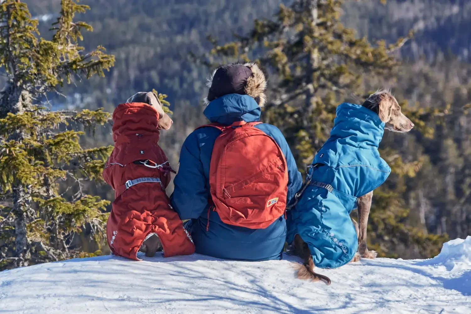 best-winter-dog-coats