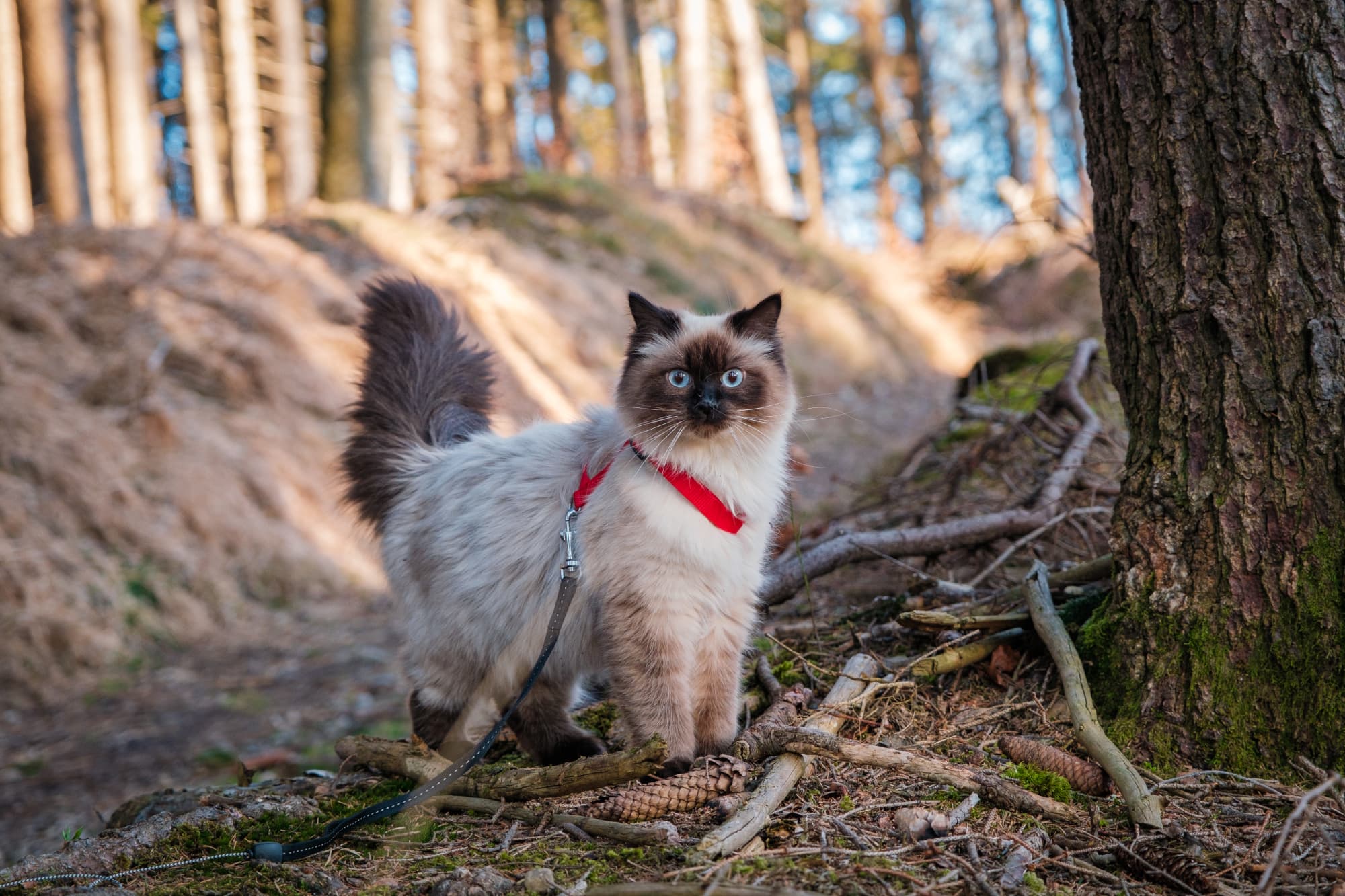 Best-cat-breeds-for-outdoor-enthusiasts-article-feature