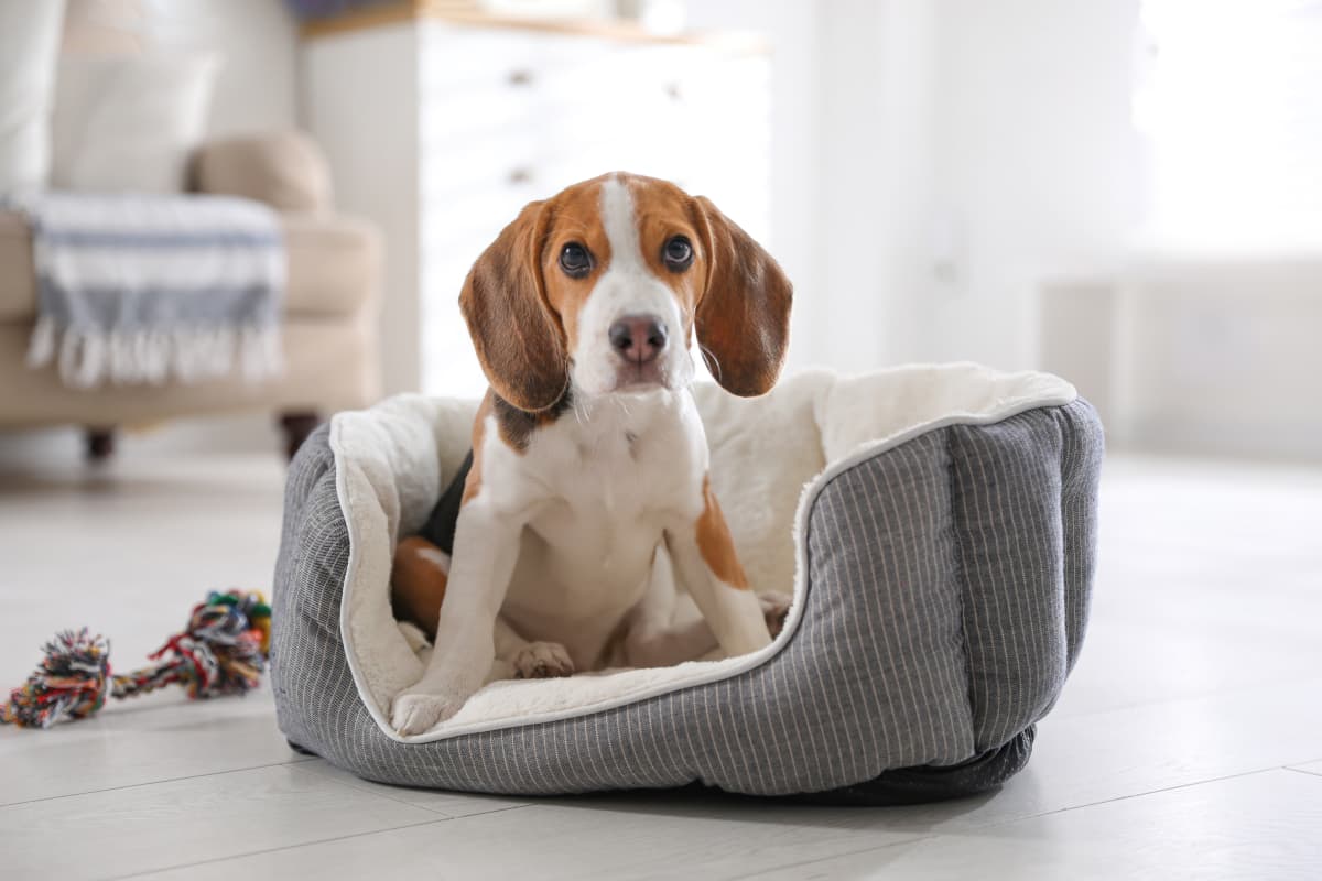 best-dog-bed-article-feature