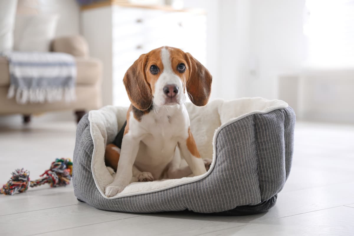 how do i choose the best dog bed