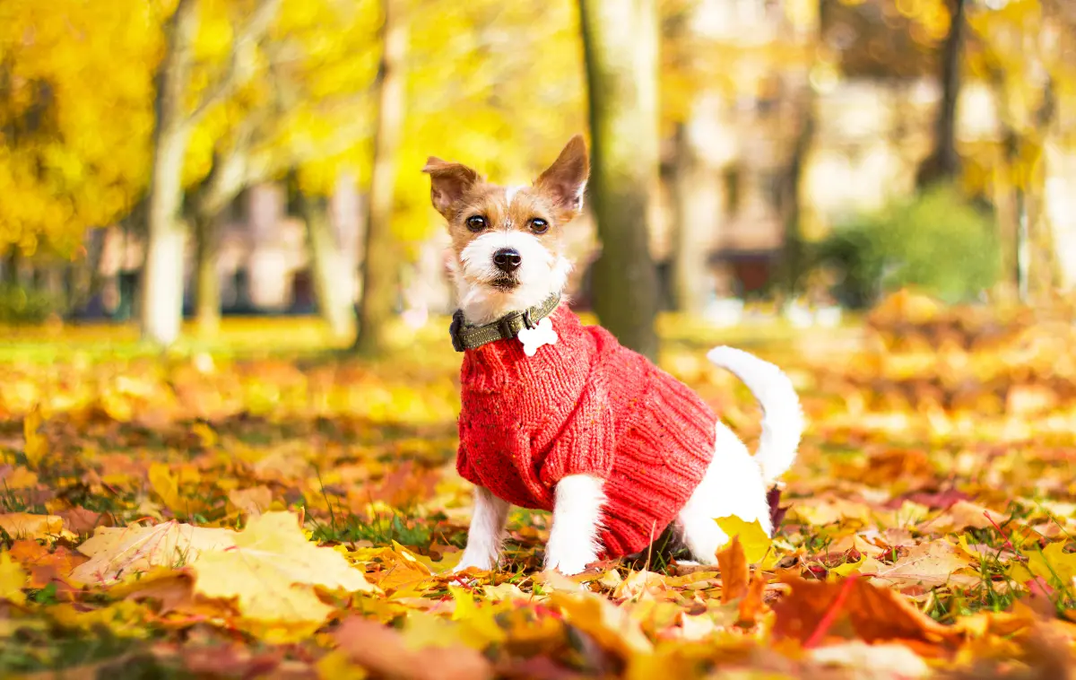 Best-dog-sweaters