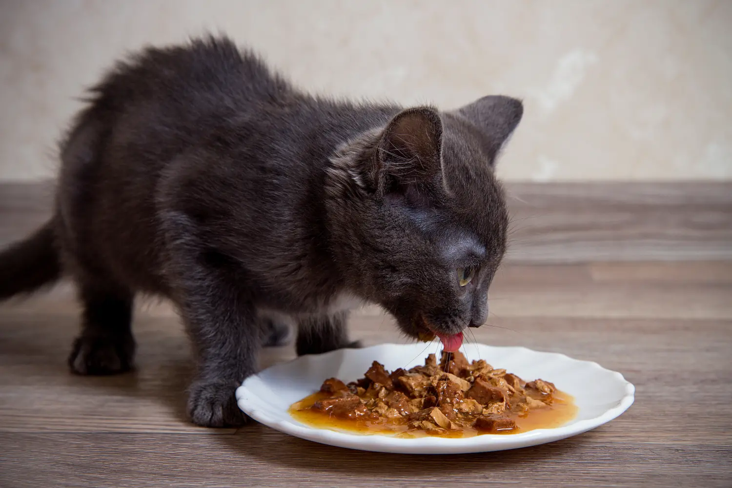 best-wet-cat-food-article-feature