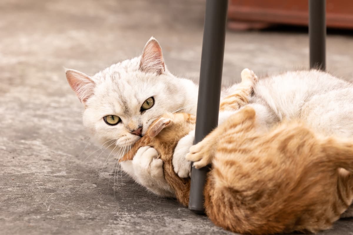 cat-bullying-other-cat-article-feature