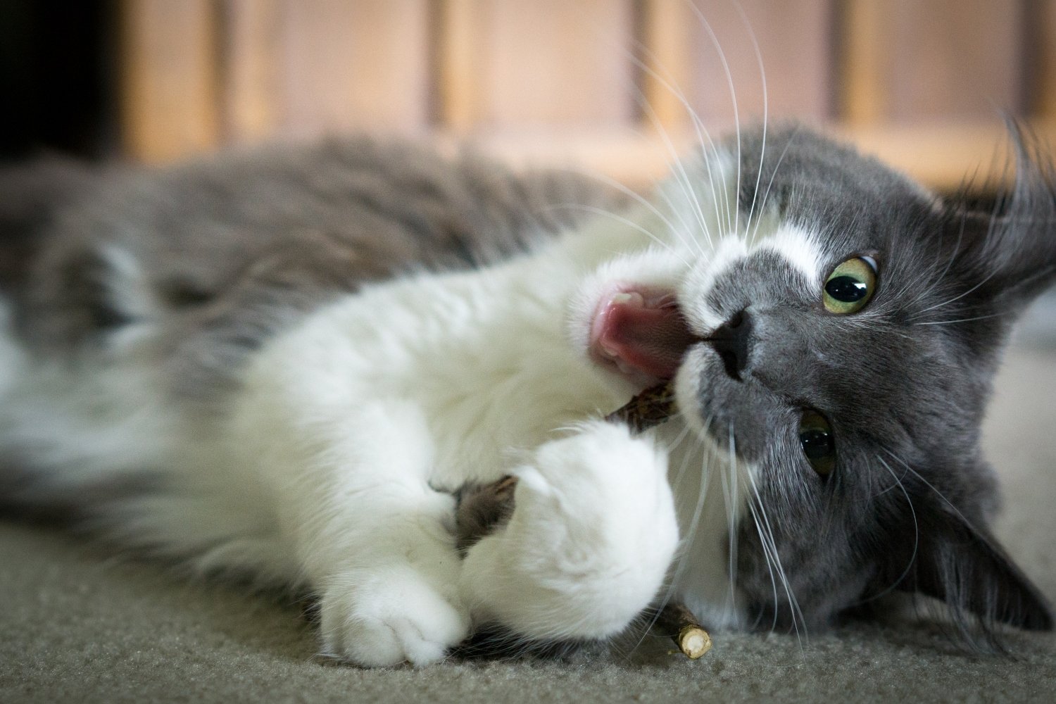 best-cat-dental-treats